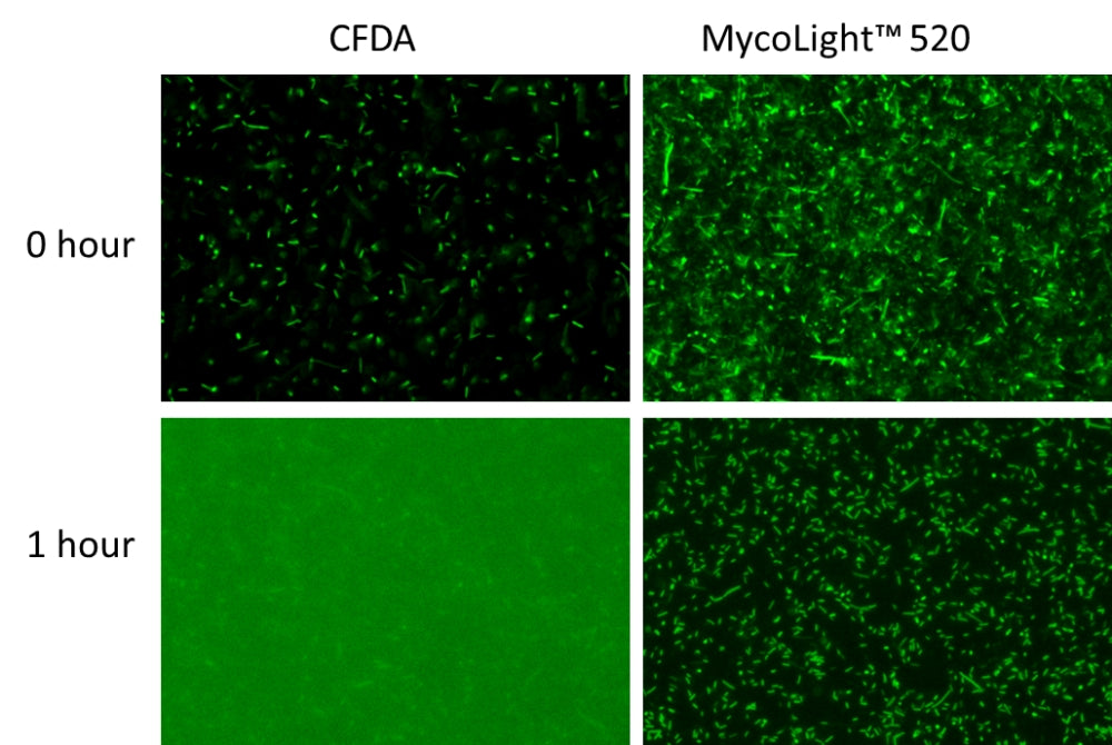 MycoLight™ Live Bacteria Fluorescence Imaging Kit - AAT Bioquest
