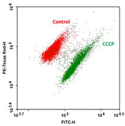 MycoLight™ Ratiometric Bacterial Membrane Potential Kit *Red/Green Fluorescence* - AAT Bioquest