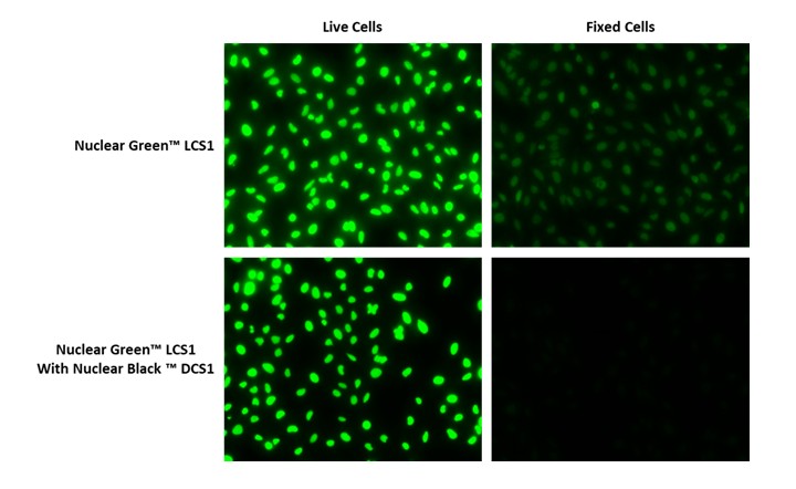 Nuclear Black™ DCS1 *Cell-Impermeable* - AAT Bioquest