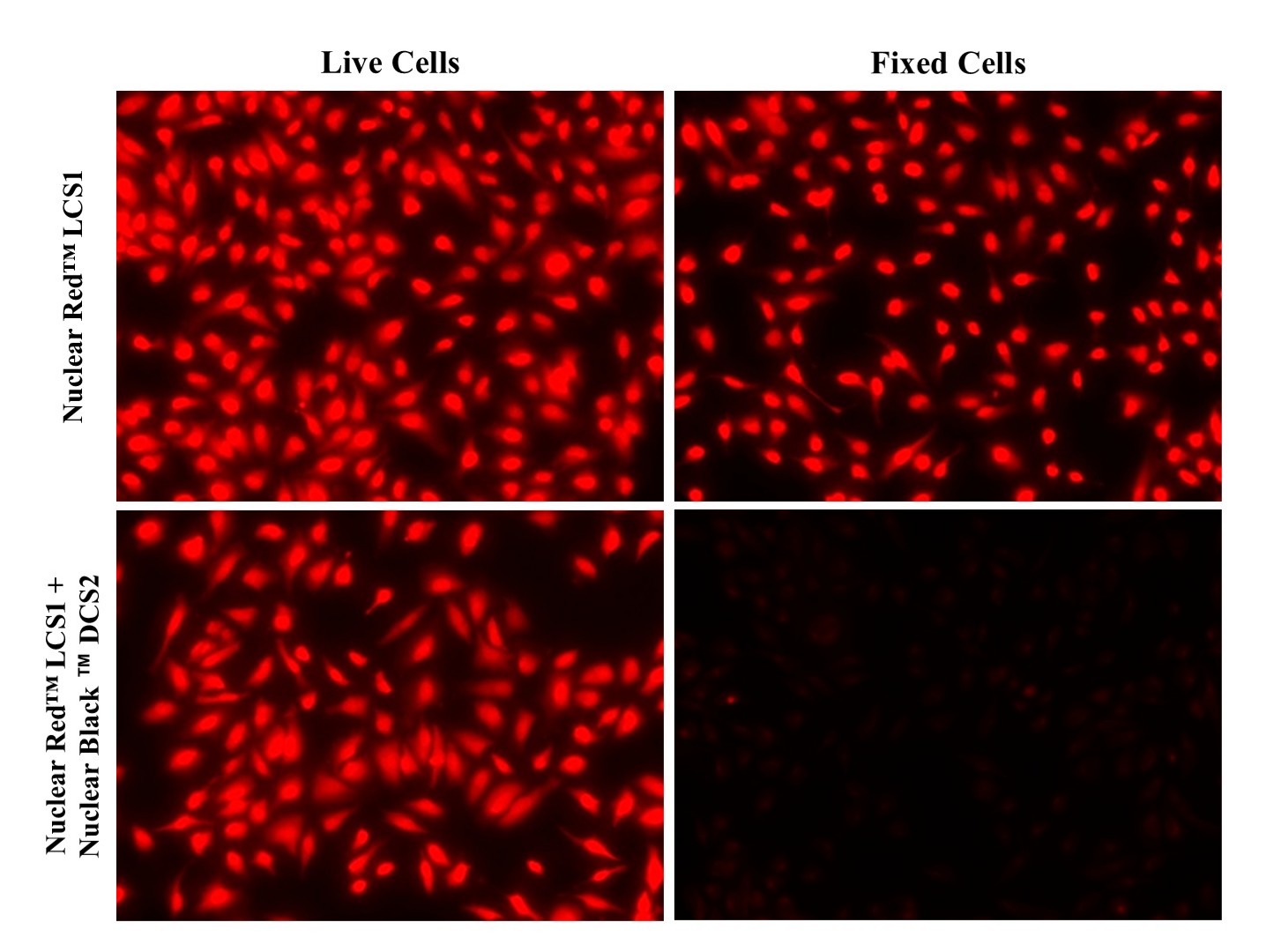 Nuclear Black™ DCS2 *Cell-Impermeable* - AAT Bioquest