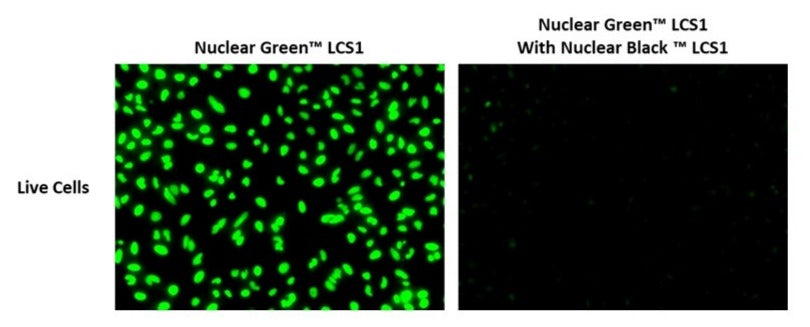 Nuclear Black™ LCS1 *Cell-Permeable* - AAT Bioquest