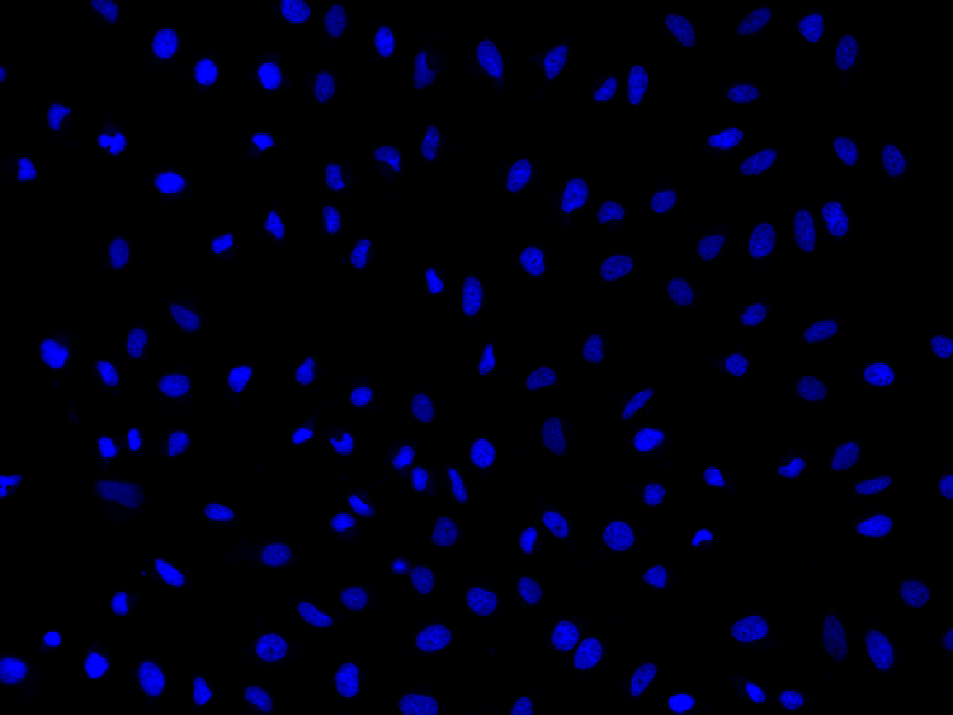 Nuclear Blue™ LCS1 - AAT Bioquest