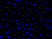 Nuclear Blue™ LCS1 - AAT Bioquest