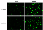 Nuclear Green™ Fixable DCS1 *5 mM DMSO Solution* - AAT Bioquest