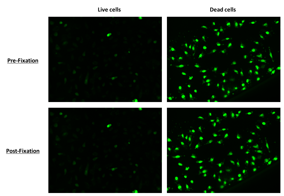 Nuclear Green™ Fixable DCS1 *5 mM DMSO Solution* - AAT Bioquest