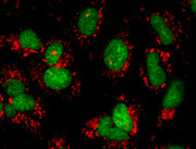 Nuclear Green™ LCS1 *5 mM DMSO Solution* - AAT Bioquest