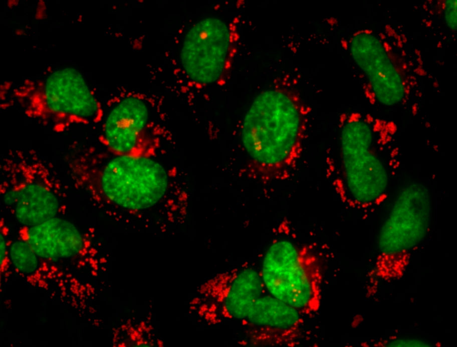 Nuclear Green™ LCS1 *5 mM DMSO Solution* - AAT Bioquest