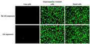Nuclear Green™ Photo-Fixable DCS1 *5 mM DMSO Solution* - AAT Bioquest