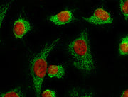Nuclear Orange™ LCS1 *5 mM DMSO Solution* - AAT Bioquest
