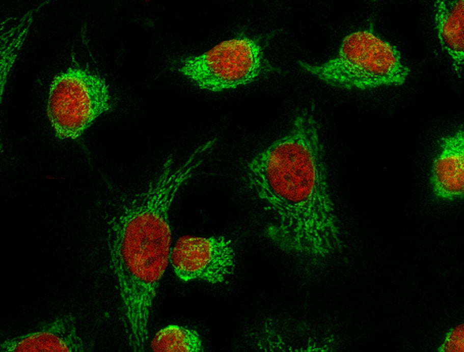 Nuclear Orange™ LCS1 *5 mM DMSO Solution* - AAT Bioquest