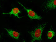 Nuclear Red™ LCS1 *5 mM DMSO Solution* - AAT Bioquest