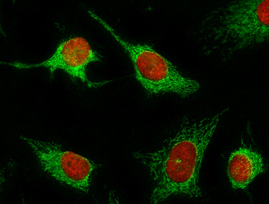 Nuclear Red™ LCS1 *5 mM DMSO Solution* - AAT Bioquest