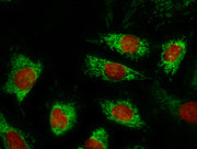 Nuclear Red™ LCS2 *5 mM DMSO Solution* - AAT Bioquest