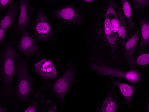 Nuclear Violet™ DCS1 *5 mM DMSO Solution* - AAT Bioquest