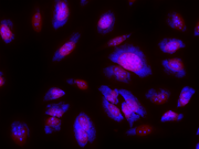 Nucleolus Blue™ DCS1 *Dead Cell Staining* - AAT Bioquest