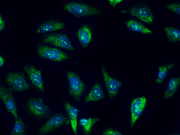 Nucleolus Green™ LCS1 *Cell-Permeable* - AAT Bioquest