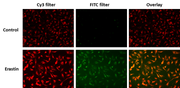 OxiVision™ Ratiometric Mitochondrial Lipid Peroxidation Sensor - AAT Bioquest