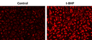 OxiVision™ Red Lipid Peroxidation Sensor - AAT Bioquest