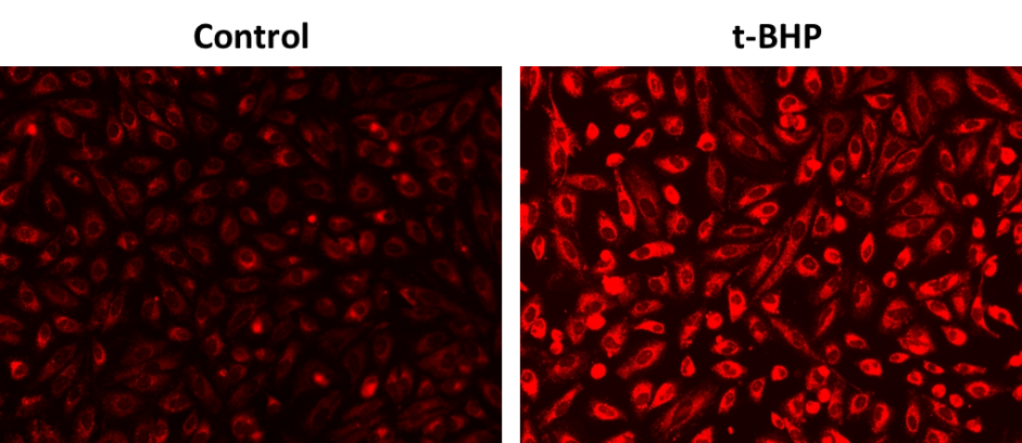 OxiVision™ Red Lipid Peroxidation Sensor - AAT Bioquest