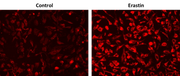 OxiVision™ Red Mitochondrial Lipid Peroxidation Sensor - AAT Bioquest