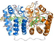 PerCP [Peridinin-Chlorophyll-Protein Complex] - AAT Bioquest