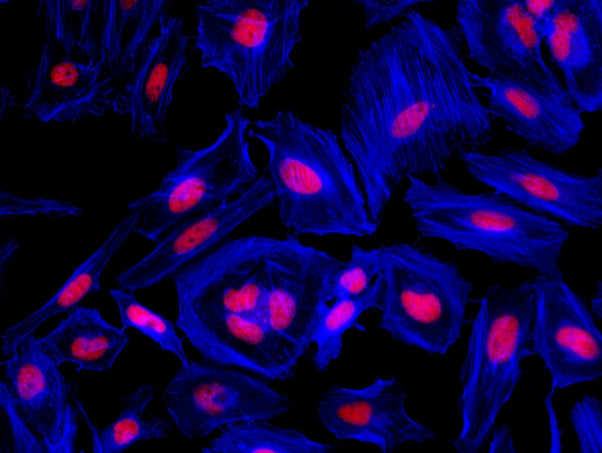 Phalloidin-iFluor® 350 Conjugate - AAT Bioquest
