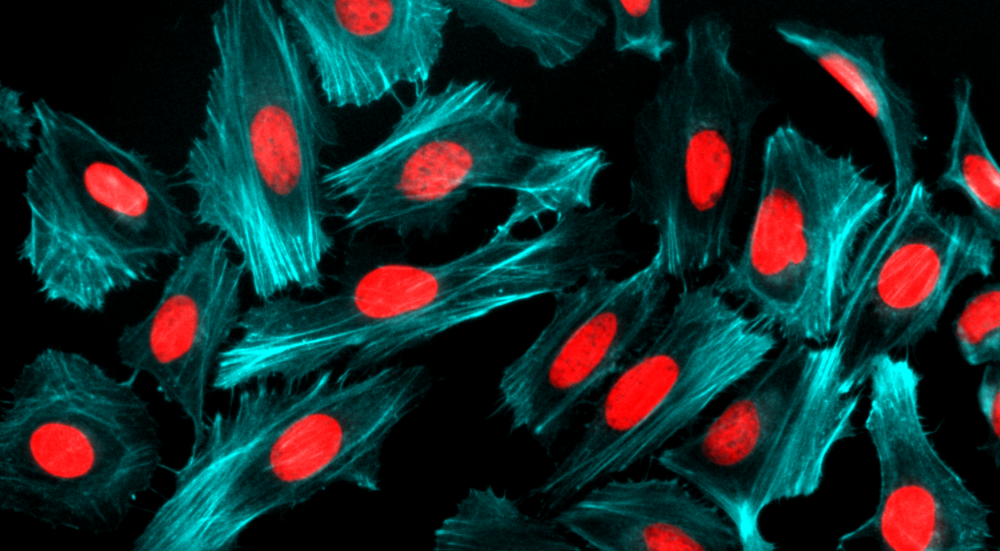 Phalloidin-iFluor® 405 Conjugate - AAT Bioquest