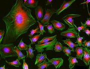 Phalloidin-iFluor® 488 Conjugate - AAT Bioquest
