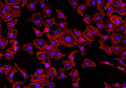 Phalloidin-iFluor® 514 Conjugate - AAT Bioquest