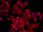 Phalloidin-iFluor® 555 Conjugate - AAT Bioquest