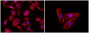 Phalloidin-iFluor® 660 Conjugate - AAT Bioquest