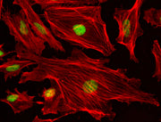 Phalloidin-iFluor® 680 Conjugate - AAT Bioquest