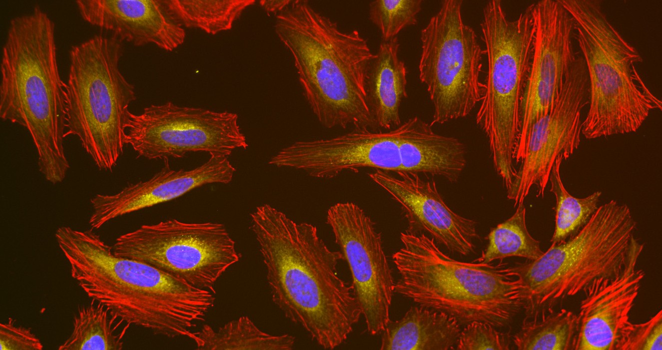 Phalloidin-iFluor® 750 Conjugate - AAT Bioquest