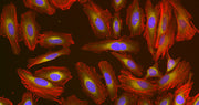 Phalloidin-iFluor® 750 Conjugate - AAT Bioquest