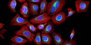 Phalloidin-iFluor® 790 Conjugate - AAT Bioquest