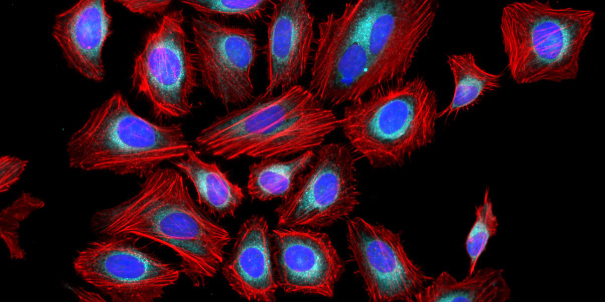 Phalloidin-iFluor® 790 Conjugate - AAT Bioquest