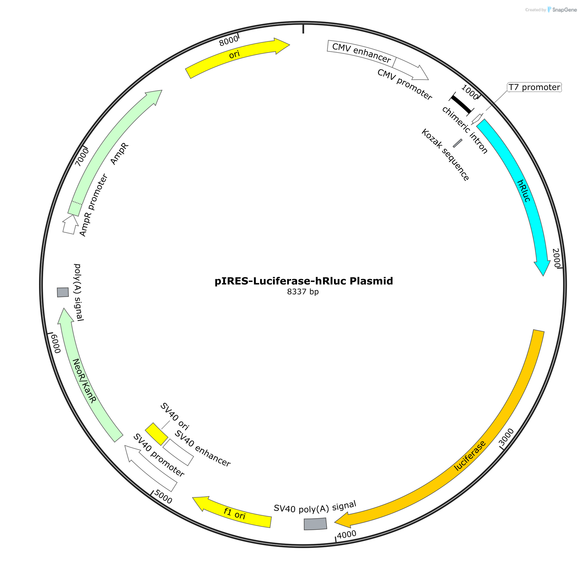 pIRES-Luciferase-hRluc Plasmid - AAT Bioquest