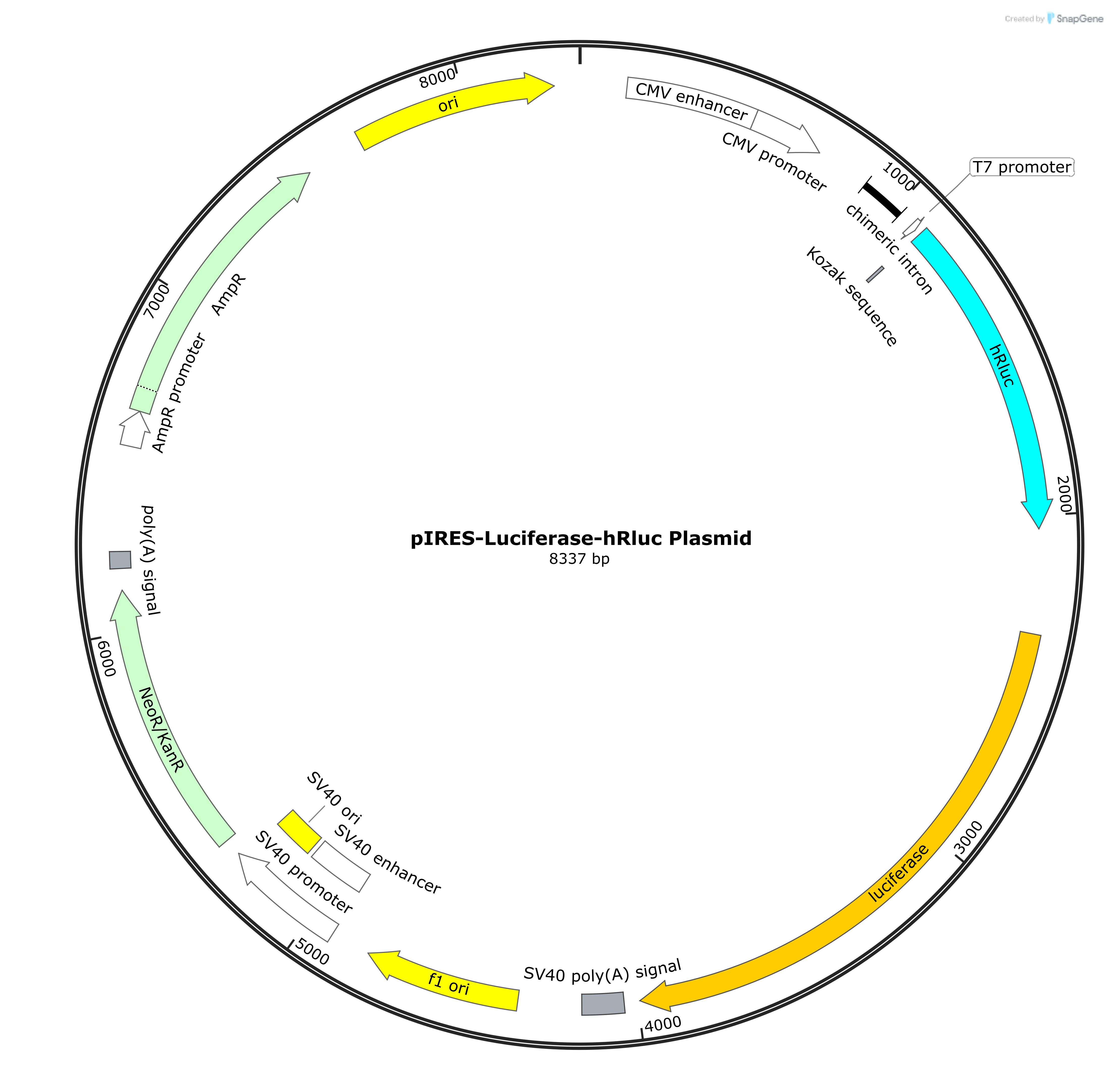 pIRES-Luciferase-hRluc Plasmid - AAT Bioquest