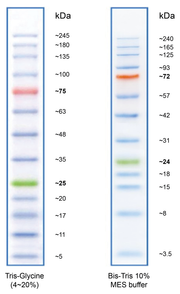 ProLite™ 5-245 kD Protein Ladder - AAT Bioquest