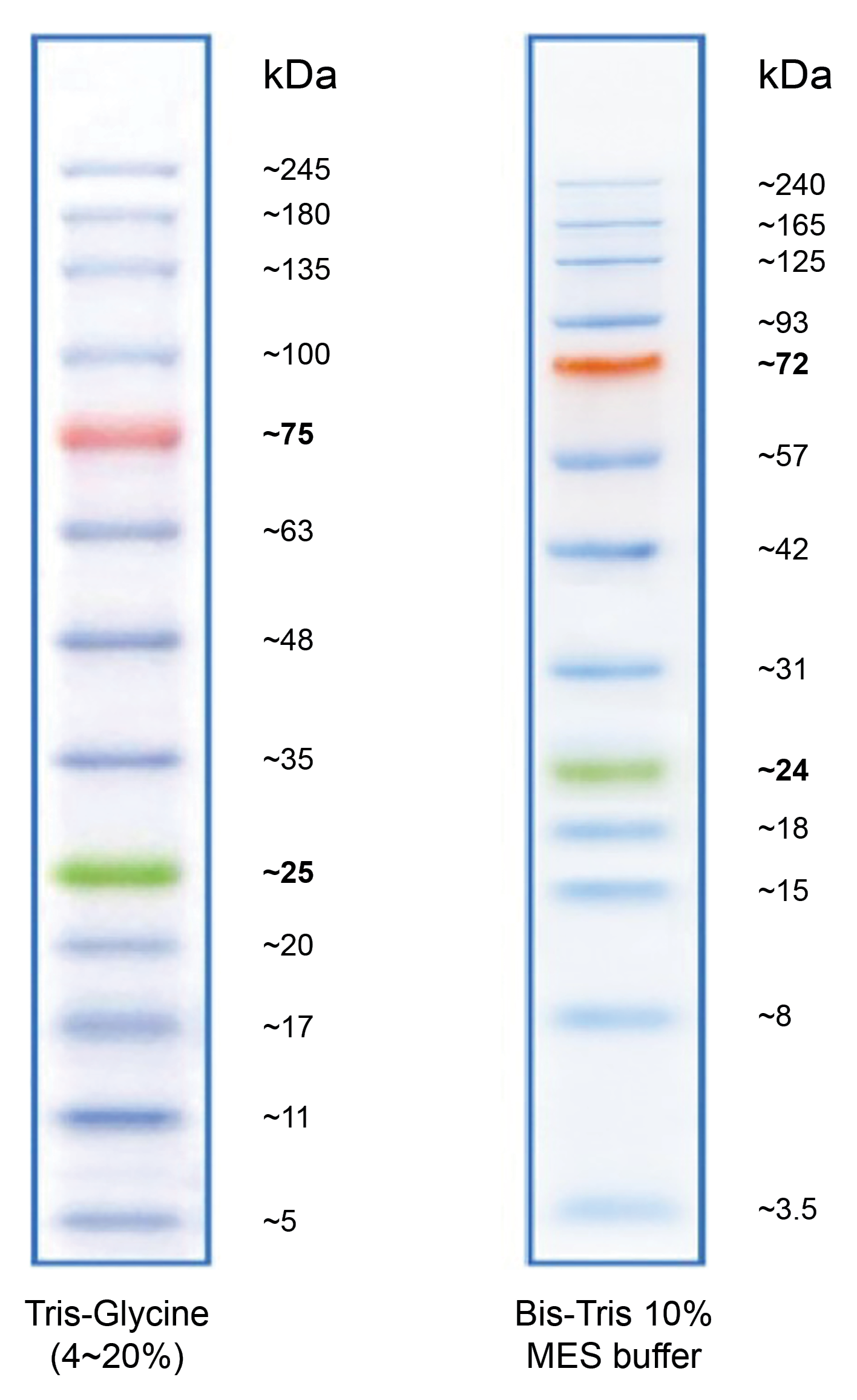 ProLite™ 5-245 kD Protein Ladder - AAT Bioquest