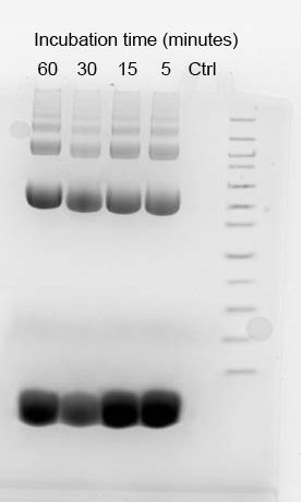 ProLite™ FAST Blue Protein Gel Stain *200 Gels* - AAT Bioquest