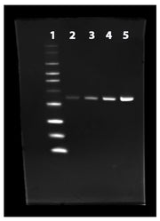 ProLite™ His-Tag Protein Gel Staining Kit *Green Fluorescence* - AAT Bioquest