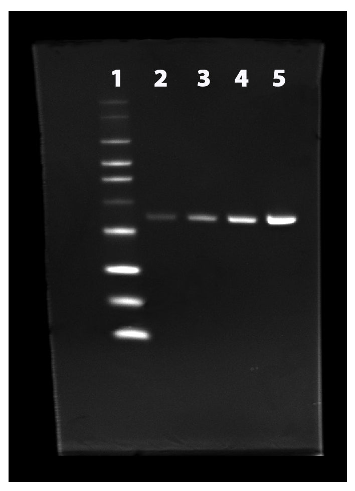 ProLite™ His-Tag Protein Gel Staining Kit *Green Fluorescence* - AAT Bioquest