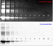 ProLite™ Orange Protein Gel Stain *5000X* - AAT Bioquest