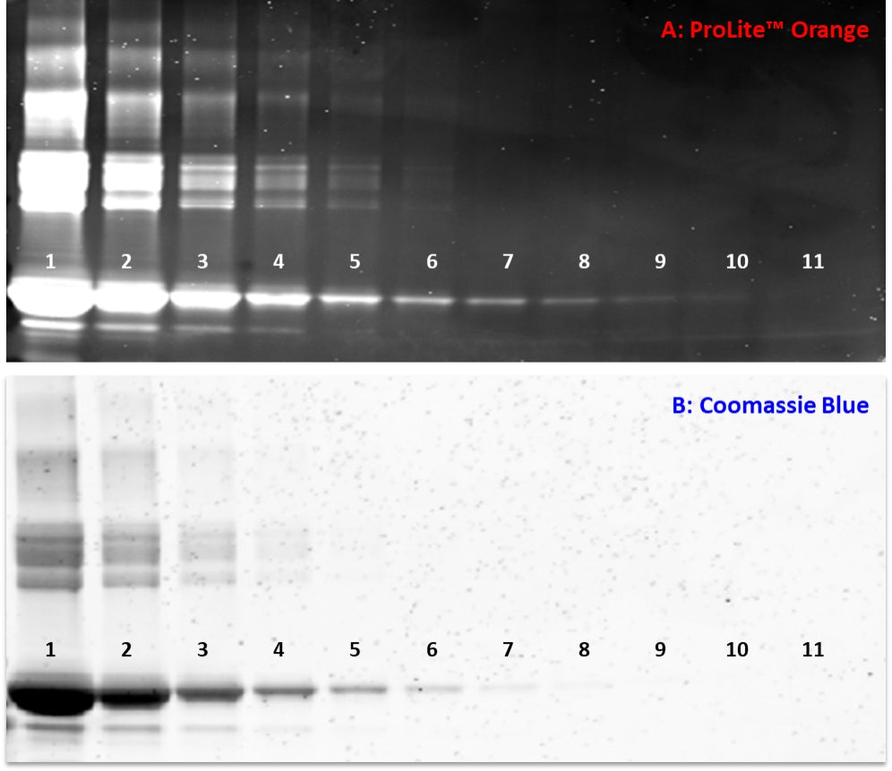 ProLite™ Orange Protein Gel Stain *5000X* - AAT Bioquest
