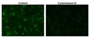 Protonex™ Green 500-E. coli Conjugate - AAT Bioquest