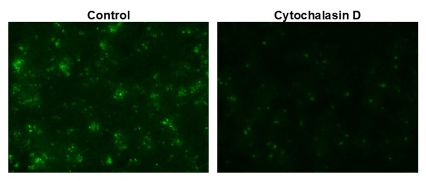 Protonex™ Green 500-E. coli Conjugate - AAT Bioquest