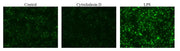 Protonex™ Green 500-Zymosan A Conjugate - AAT Bioquest