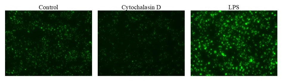 Protonex™ Green 500-Zymosan A Conjugate - AAT Bioquest