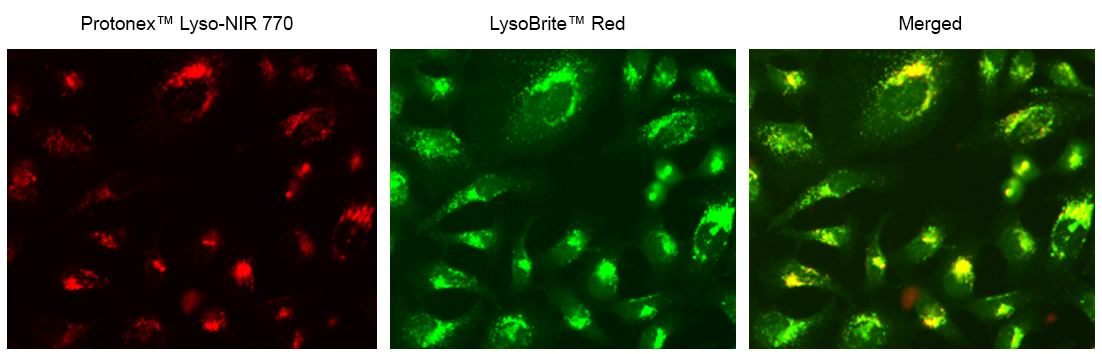 Protonex™ Lyso-NIR 770 - AAT Bioquest